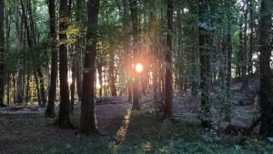 View of a setting sun through dense woodlands south of Durrow, Laois County.