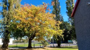 Golden coloured leaves on a tree behind Durrow Fire Station on a sunny day - autumnal.