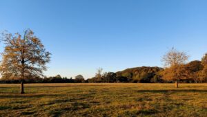 Late evening view of a field on Knockatrina Farm, Kilkenny Road, Durrow, Laois County, Ireland