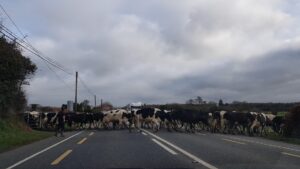 Cows cross the N77 road just outside of Durrow on the Abbeyleix road.