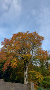 Beech tree at the entrance to Dunmore Woods in full autumn colours of yellow, orange and bright brown.