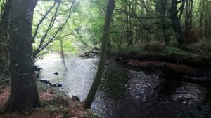 River Nore flows through Dunmore Woodlands, north of Durrow, Laois County