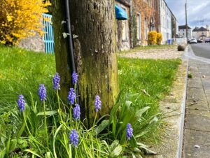 Blue-coloured Spring flowers emerge in the grass island on The Square, Durrow